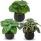 Set of 3 Mini Artificial Greenery Plants in Black Ceramic Pots – Faux Small Potted Plants for Home, Office Desk, Bathroom, Shelf & Farmhouse Decor